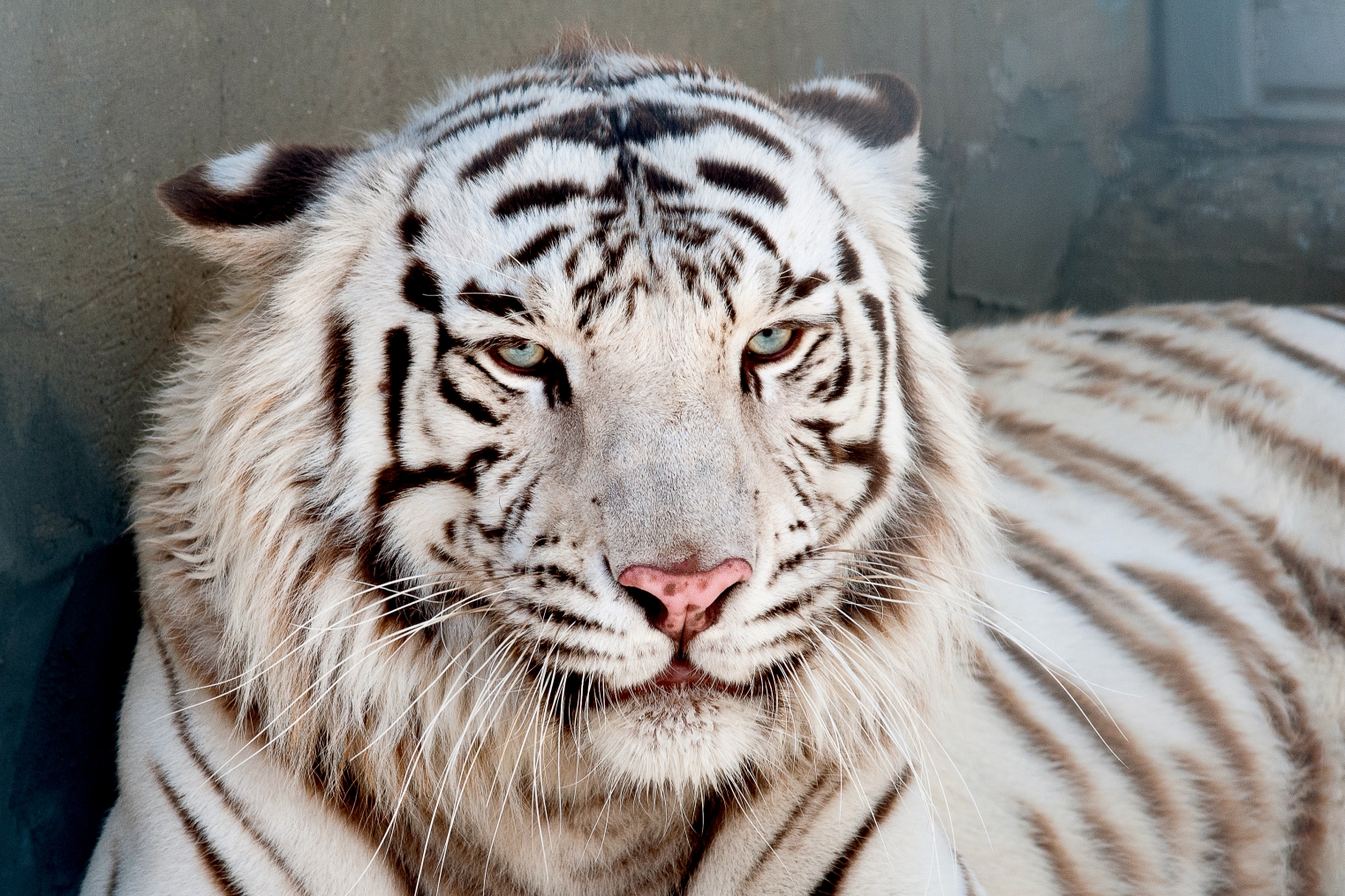 Белый тигр животное (61 фото)