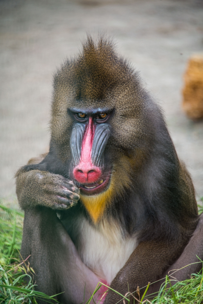 Мандрил/Mandrill