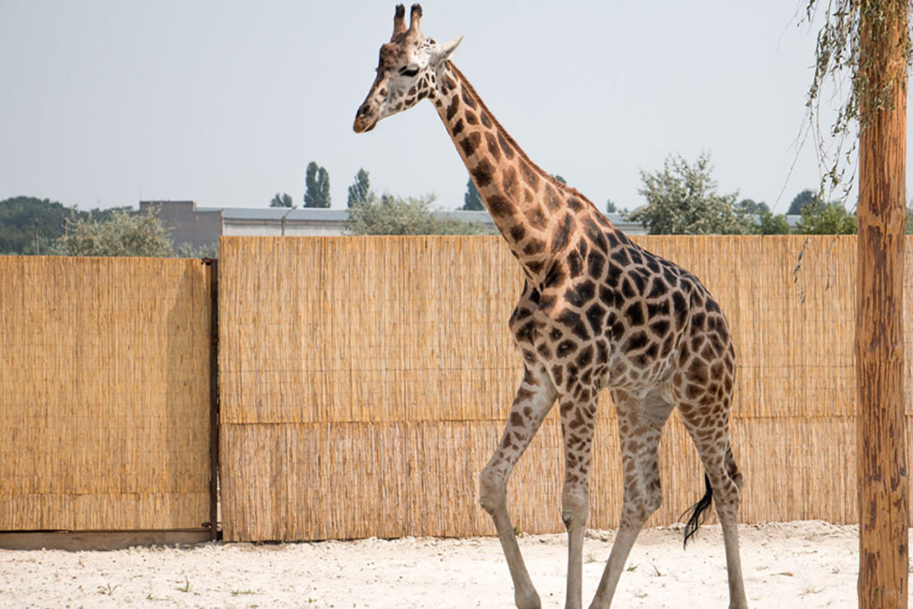  Ротшильда / Rothschild Giraffes